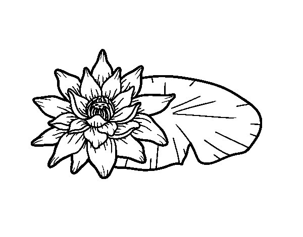 Coloriage De Une Fleur De Lotus Pour Colorier - Coloritou avec Dessin Fleur De Lotus A Imprimer 