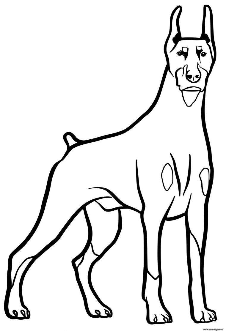 Coloriage Dobermann Dog Dessin Chien À Imprimer destiné Coloriage De Chiens