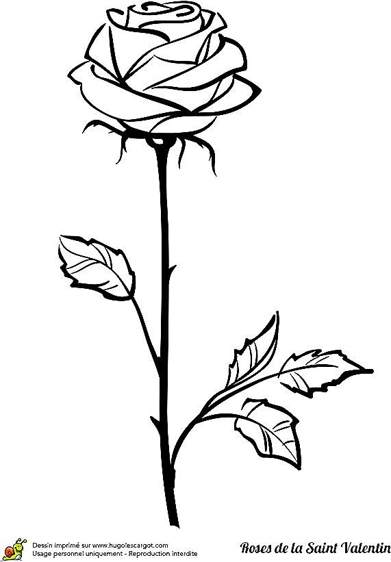 Coloriage D&amp;#039;Une Jolie Tige De Rose À Offrir Pour La Saint Valentin tout Dessins De Roses 