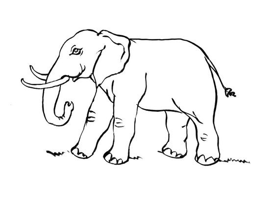 Coloriage Eléphant 11 - Coloriage Elephants - Coloriages Animaux dedans Coloriage Éléphant A Imprimer 