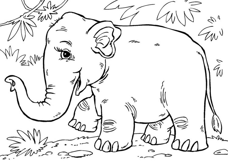 Coloriage Éléphant D&amp;#039;Asie - Coloriages Gratuits À Imprimer - Dessin 27861 à Éléphant À Colorier 
