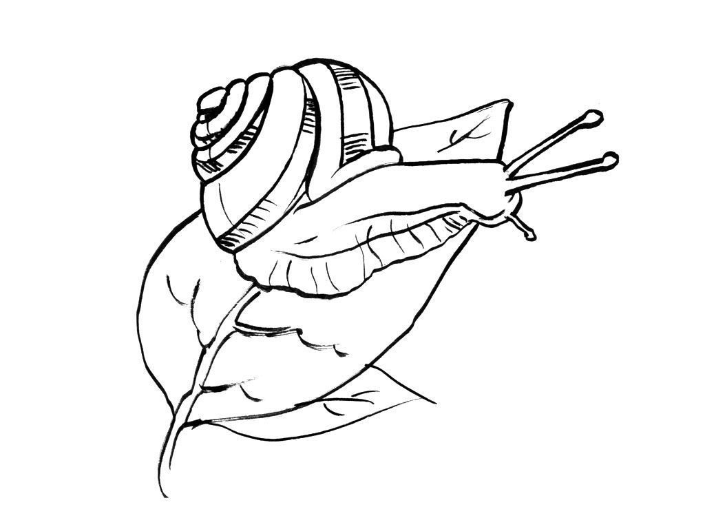 Coloriage Escargot 16 - Coloriage Escargots - Coloriages Animaux encequiconcerne Escargot Com Coloriage 