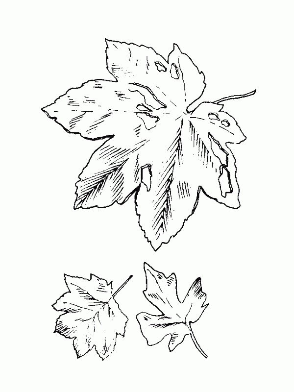 Coloriage Feuilles 18 avec Feuille Coloriage