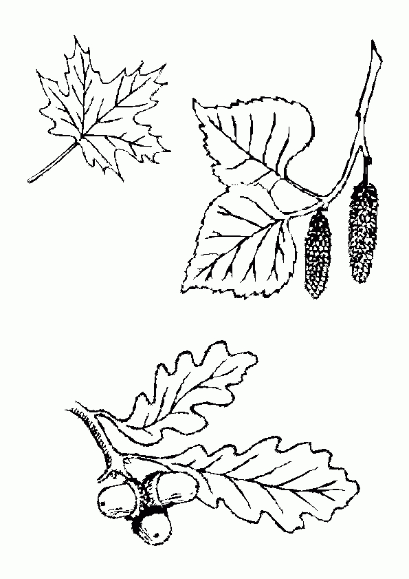 Coloriage Feuilles D'Automne serapportantà Feuille Coloriage