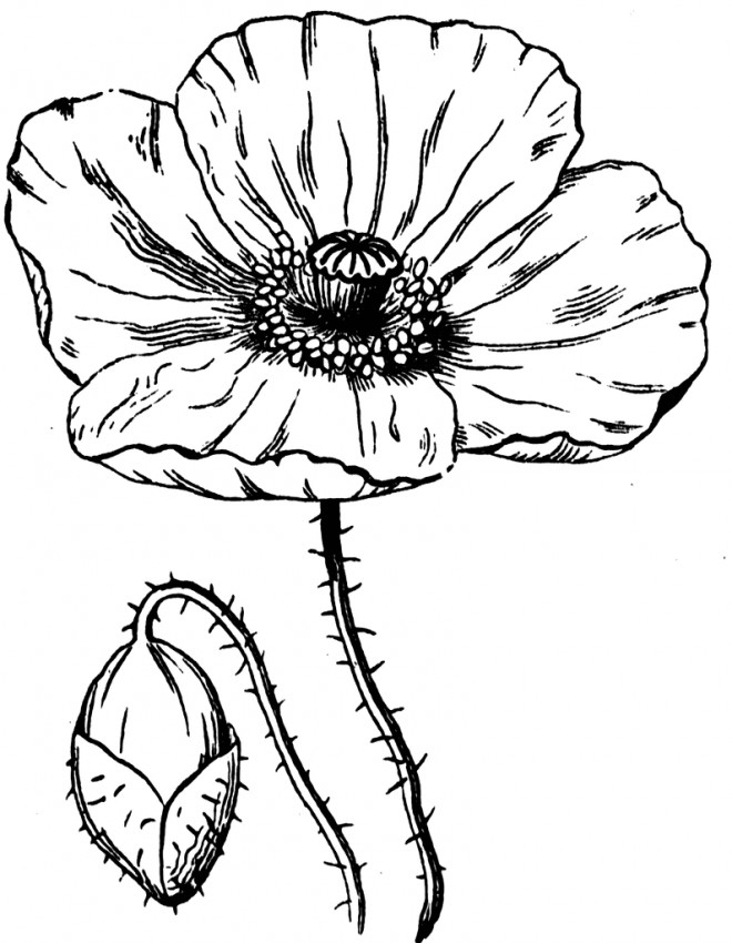 Coloriage Fleur De Coquelicot Ouverte Dessin Gratuit À Imprimer intérieur Coloriage De Fleurs À Imprimer