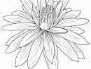 Coloriage Fleur De Lotus Facile Sur Hugolescargot avec Dessin Fleur Simple