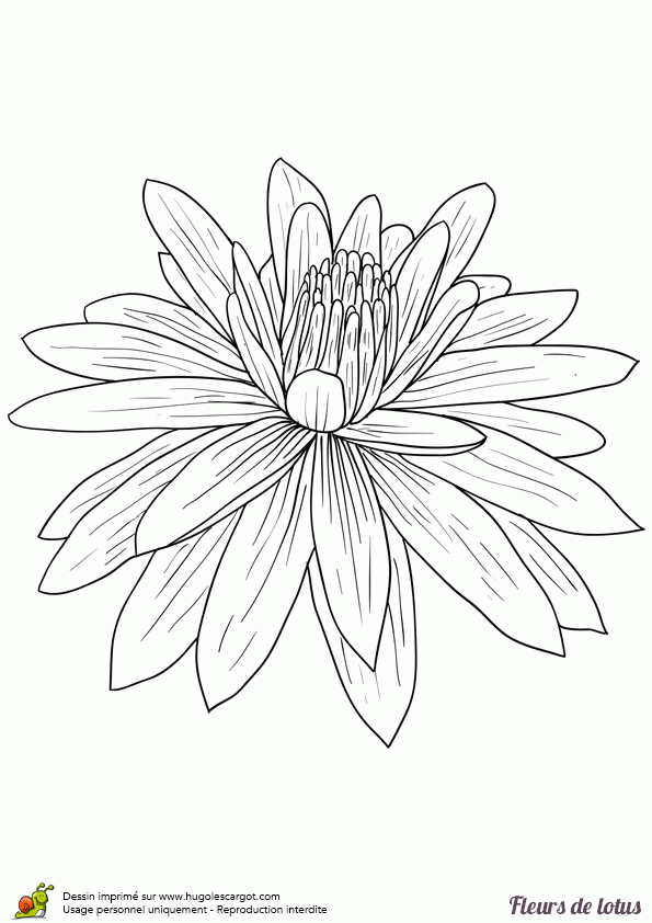 Coloriage Fleur De Lotus Facile Sur Hugolescargot avec Dessin Fleur Simple 