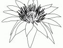 Coloriage Fleur De Lotus Simple Sur Hugolescargot encequiconcerne Dessin Fleur Simple