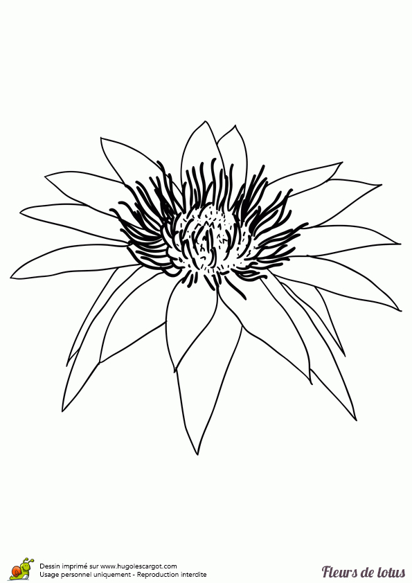 Coloriage Fleur De Lotus Simple Sur Hugolescargot encequiconcerne Dessin Fleur Simple 