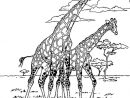 Coloriage Girafe D'Afrique En Ligne Gratuit À Imprimer intérieur Coloriage D Afrique A Imprimer