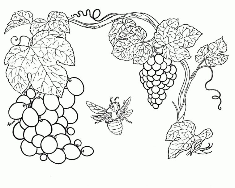 Coloriage Grappe De Raisin À Imprimer Sur Coloriages dedans Coloriage Raisin