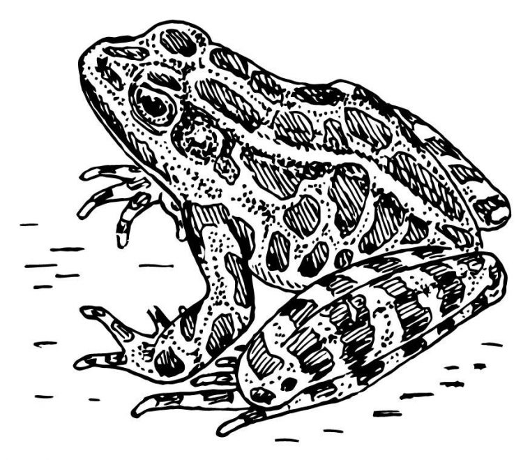 Coloriage Grenouille – Coloriages Gratuits À Imprimer – Dessin 15731 concernant Grenouille Coloriage