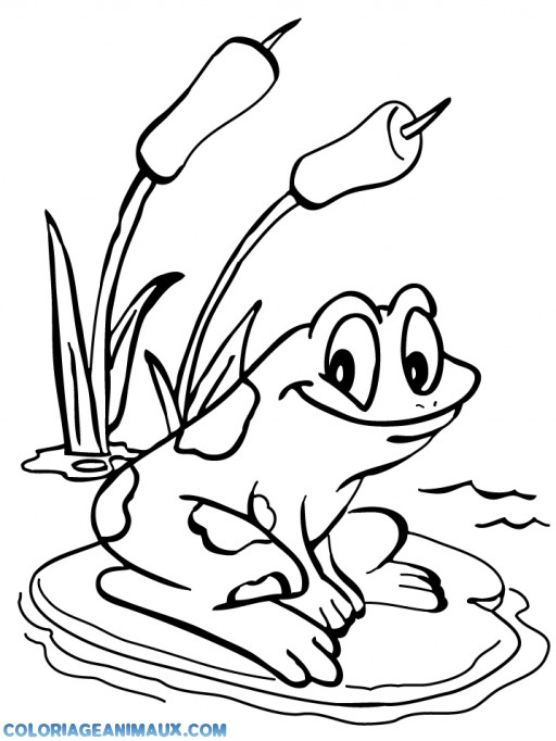 Coloriage Grenouille Sur La Rivière Dessin Gratuit À Imprimer serapportantà Dessin De Sanglier À Imprimer 