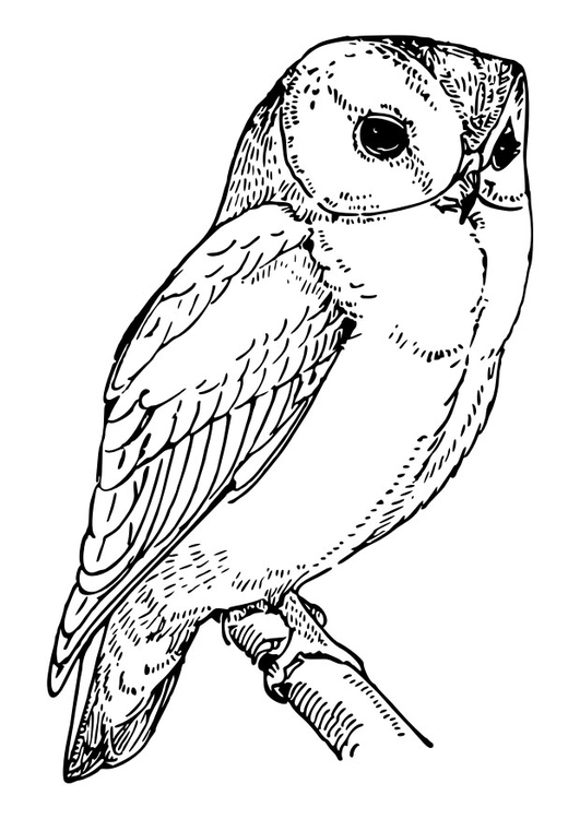 Coloriage Hibou - Coloriages Gratuits À Imprimer - Dessin 30118 concernant Hiboux Coloriage 