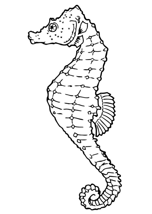 Coloriage Hippocampe - Coloriages Gratuits À Imprimer - Dessin 19442 pour Dessin Hippocampe 