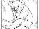 Coloriage Koala #9388 (Animaux) - Album De Coloriages tout Coloriage De Koala