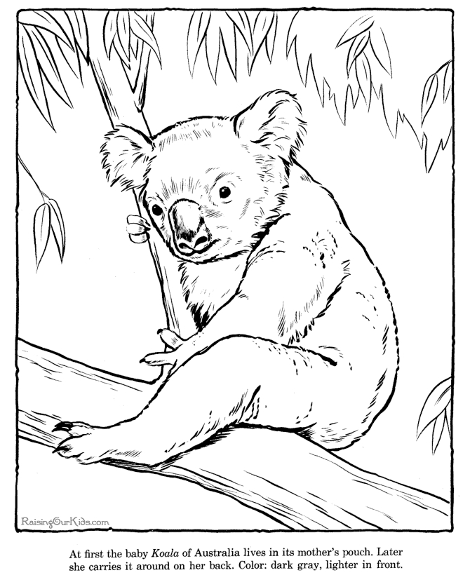 Coloriage Koala #9388 (Animaux) - Album De Coloriages tout Coloriage De Koala 