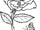 Coloriage Mandala Rose Inspirant Images Coloriage Rose Fleur À Imprimer dedans Coloriage De Rose