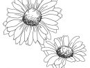 Coloriage Marguerite #161445 (Nature) - Album De Coloriages destiné Fleur A Imprimer Et Decouper