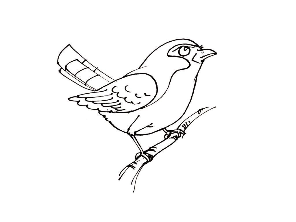 Coloriage Oiseau 13 - Coloriage Oiseaux - Coloriages Animaux à Dessin A Imprimer Oiseau 