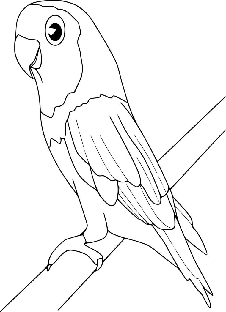 Coloriage Oiseau Ara À Imprimer à Faire Du Coloriage