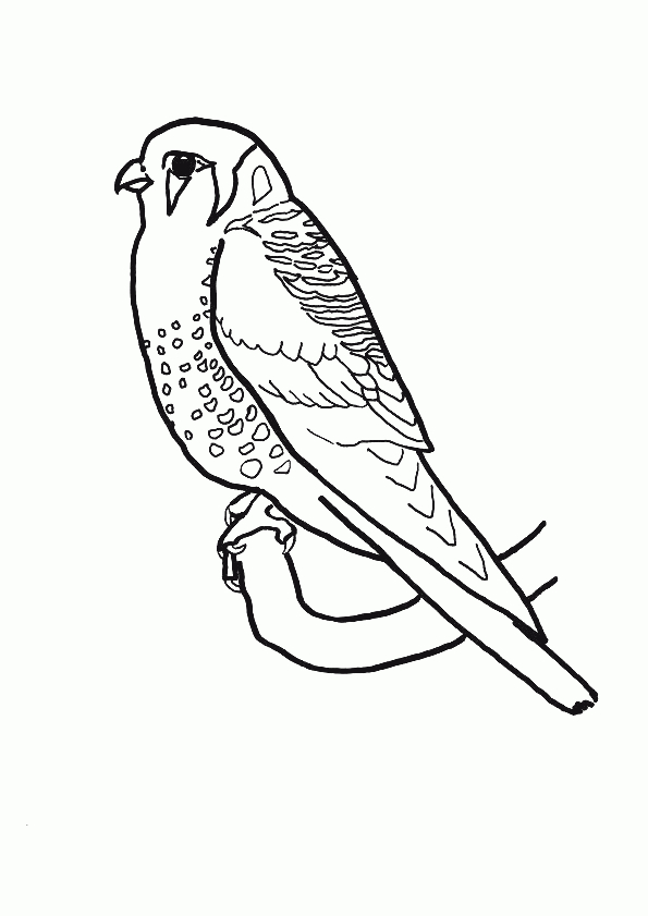 Coloriage Oiseau Perruche encequiconcerne Dessin A Imprimer Oiseau 