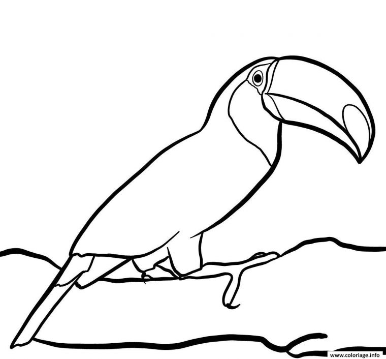 Coloriage Oiseau Toucan Toco Vit Dans La Foret Tropicale Dessin Oiseau destiné Oiseau À Imprimer