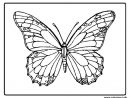 Coloriage Papillon 8 Dessin Papillon À Imprimer concernant Coloriage Papillon