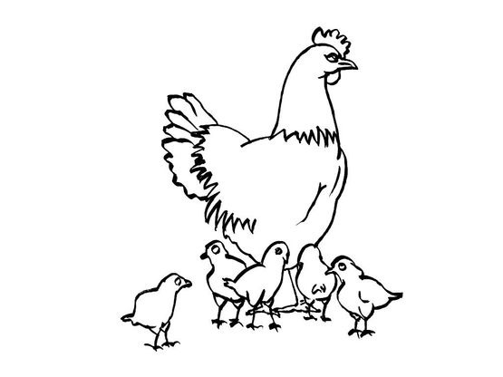 Coloriage Poule 1 - Coloriage Poules - Coloriages Animaux intérieur Coloriage Poule 