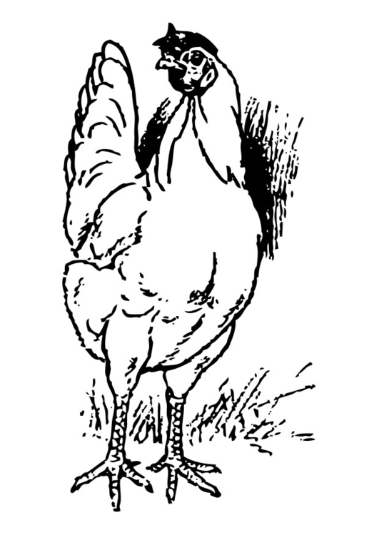 Coloriage Poule - Coloriages Gratuits À Imprimer - Dessin 19171 dedans Coloriage Poule 