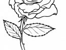 Coloriage Rose Pour Enfant Dessin Gratuit À Imprimer pour Coloriage De Rose Rouge