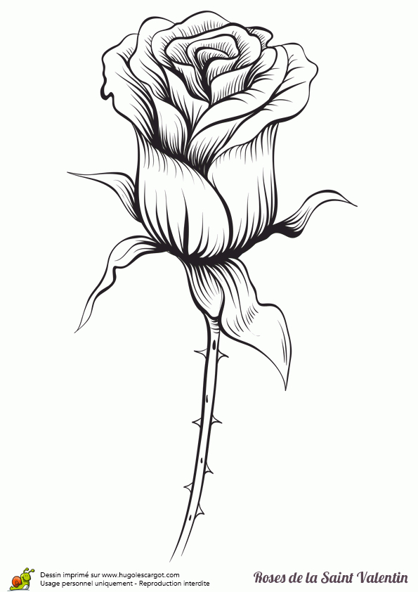 Coloriage Rose Rouge Saint Valentin Sur Hugolescargot dedans Coloriage De Rose 