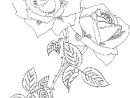 Coloriage Roses #161977 (Nature) - Album De Coloriages destiné Rose Coloriage