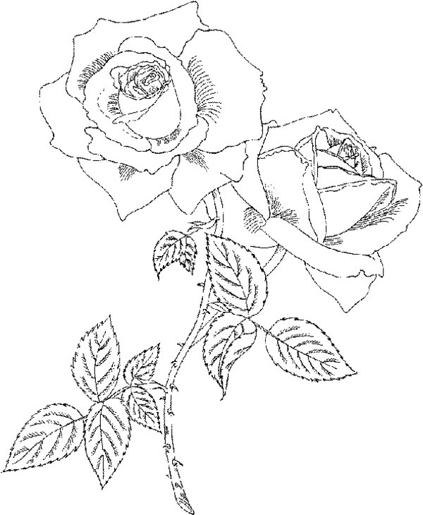 Coloriage Roses #161977 (Nature) - Album De Coloriages destiné Rose Coloriage 