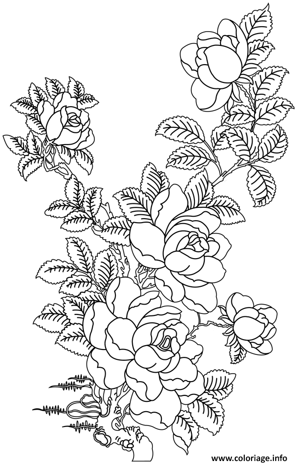 Coloriage Roses 60 Dessin Rose À Imprimer serapportantà Coloriage De Fleurs À Imprimer