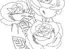 Coloriage Roses Sur Ordinateur Dessin Gratuit À Imprimer intérieur Dessin À Colorier Sur Ordinateur Gratuit