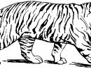 Coloriage Tigre #13588 (Animaux) - Album De Coloriages avec Coloriage Felin A Imprimer