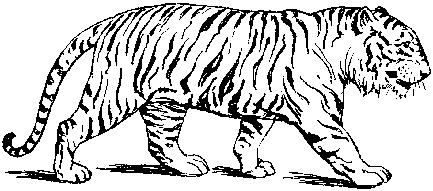Coloriage Tigre #13588 (Animaux) - Album De Coloriages avec Coloriage Felin A Imprimer 