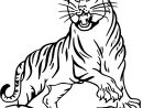 Coloriage Tigre #13596 (Animaux) - Album De Coloriages tout Coloriage Felin A Imprimer