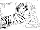 Coloriage Tigre Afrique Dans Son Habitat Naturel Dessin Tigre À Imprimer tout Coloriage Felin A Imprimer
