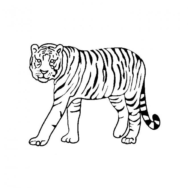 Coloriage Tigre En Noir Et Blanc Dessin Gratuit À Imprimer destiné Dessin En Noir Et Blanc A Imprimer