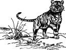 Coloriage Tigre Gratuit À Imprimer Liste 40 À 60 pour Coloriage Felin A Imprimer