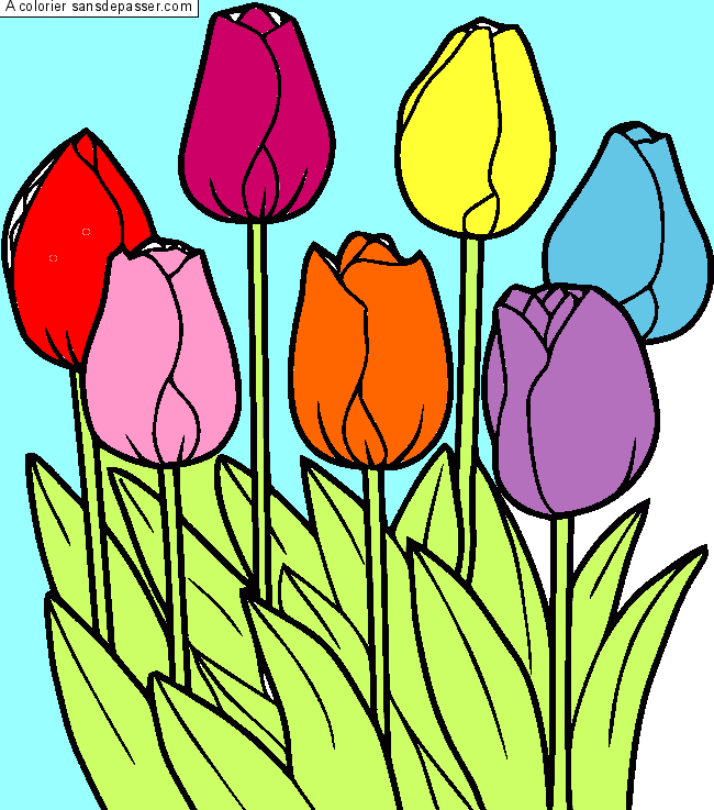 Coloriage Tulipes - Sans Dépasser destiné Dessin De Tulipe 