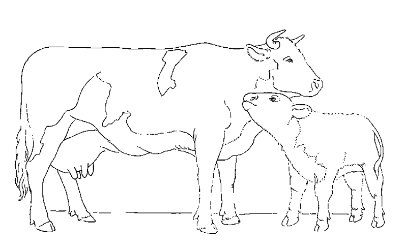Coloriage Vache #13298 (Animaux) - Album De Coloriages tout Dessin De Vache À Imprimer 