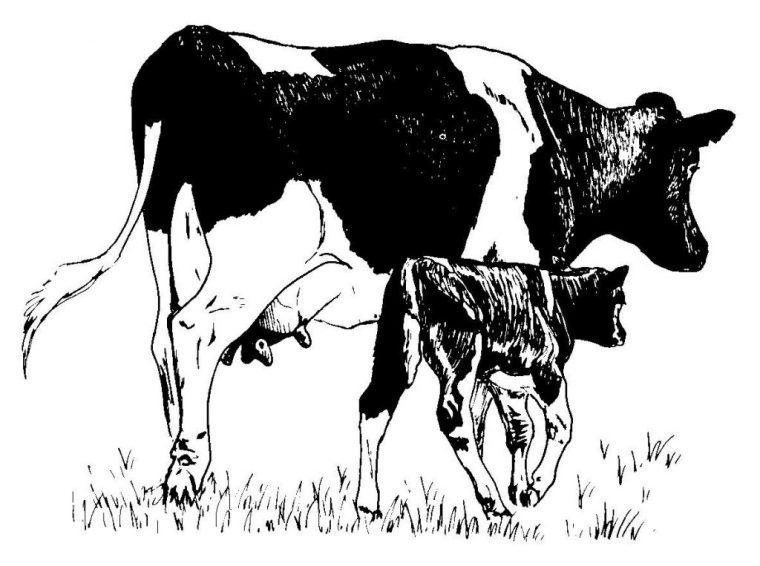 Coloriage Vache #13345 (Animaux) – Album De Coloriages concernant Dessin A Colorier Vache