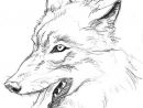 Coloriages À Imprimer : Loup, Numéro : 4012 encequiconcerne Dessin Loup Facile