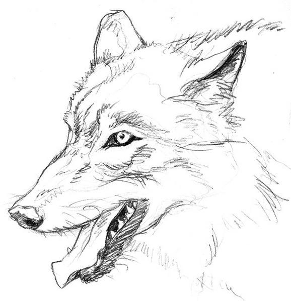Coloriages À Imprimer : Loup, Numéro : 4012 encequiconcerne Dessin Loup Facile 