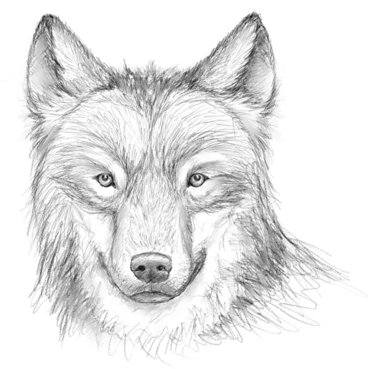 Coloriages À Imprimer : Loup, Numéro : 682671 encequiconcerne Coloriage De Loup