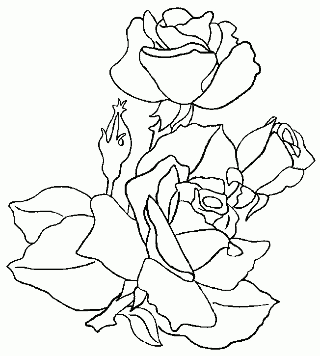 Coloriages Roses concernant Rose Coloriage 