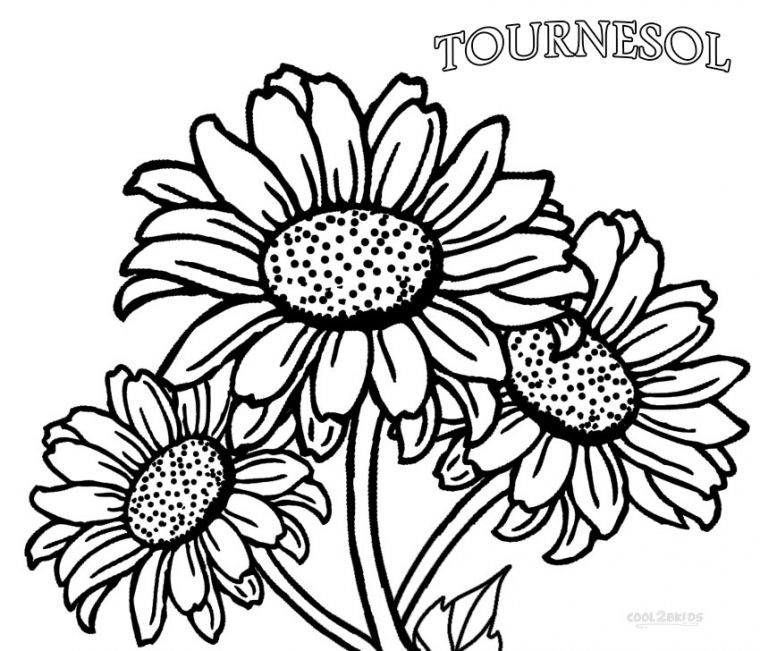 Coloriages – Tournesol – Coloriages Gratuits À Imprimer encequiconcerne Dessin De Tournesol A Imprimer